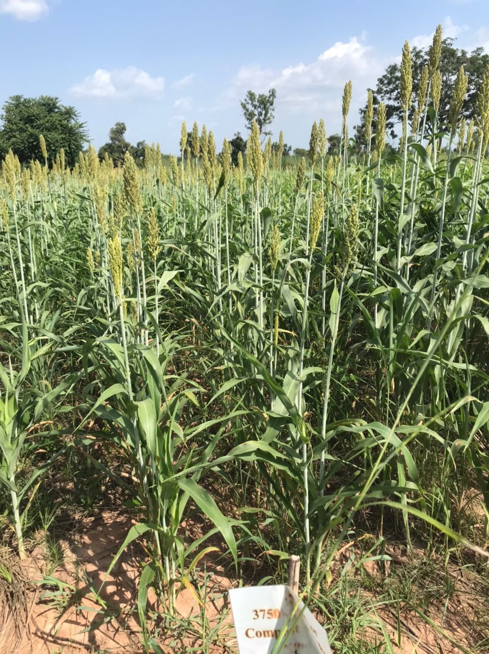 WhatsApp-Image-2023-11-24-at-03.49.13-4